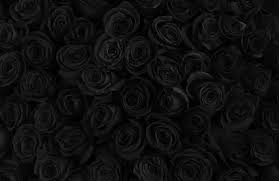 black rose images browse 2 306 274