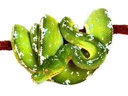 Green Tree Python Morelia Viridis