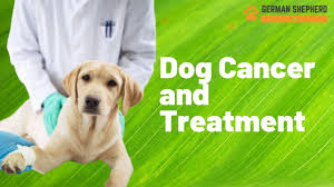 Bone marrow cancer is a very broad term, there are many types of bone marrow cancer and according to that their signs and symptoms also the most common cancer of bone marrow is however multiple myeloma(mm). Dog Cancer Symptoms Diagnosis And Their Treatment