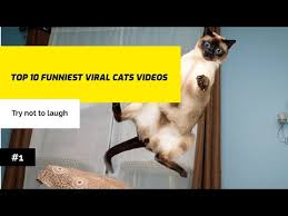 Your funny animals stock images are ready. Funny Animals Tv Youtube