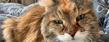 chronic kidney disease in cats part 2