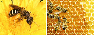 beeswax an overview sciencedirect