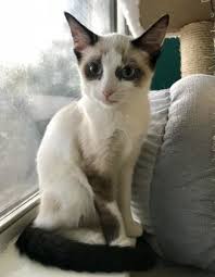 A foster home is a temporary living situation for dogs and cats in our program while they are awaiting placement in a permanent home. Siamese Cat For Adoption In Austin Texas Bamboo In Austin Texas Cat Adoption Cats Siamese Rescue