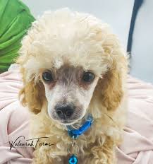 apricot toy poodle stud lockhart in