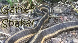 It is not a huge number like states as alabama or texas, but the remarkable fact is the percentage of venomous species of snakes in arizona. Huge Garter Snake Youtube