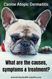 canine atopic dermais symptoms