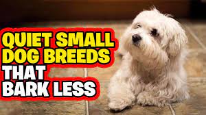 quiet small dog breeds that bark less