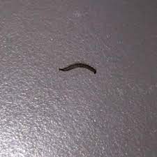 white worms in patient bed