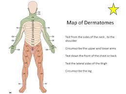 Dermatome Testing Suyhi Margarethaydon Com
