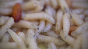 fly maggots pest help com