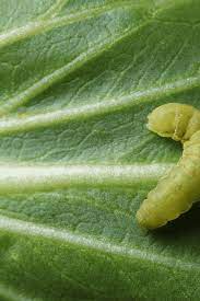get rid of cabbage worms organically