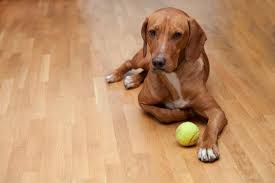 the best flooring for dogs of 2023