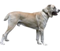 central asian shepherd dog breed