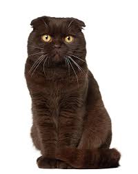 Brown Scottish Fold Definitely This Color Cat