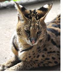 The african serval is slowly expanding into new areas across its historical range but is still being killed for its skin in west africa. Serval Plumpton Park Zoo