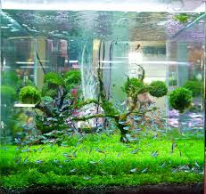 How To Keep Fish Tanks Clean Cleaning