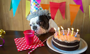 We earn a commission for products purchased through some links in this article. 12 Best Dog Cake Recipes Homemade Cake For Your Pup