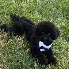 top 10 best poodle grooming in chicago