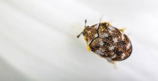 carpet beetles using diy techniques