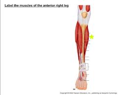 Posterior view of the right leg, showing the muscles of the hip, thigh, and lower leg. Muscles Of The Anterior Right Leg Flashcards Quizlet