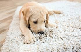 how to clean dog vomit from a wool rug