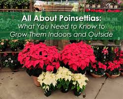 All About Poinsettias What You Need To