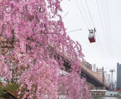 Noel Y. Calingasan • NYC on X: "Roosevelt Island stepping into spring. Cherry  blossoms under the Ed Koch Queensboro Bridge, Roosevelt Island  https://t.co/mVC1S9MGbu" / X