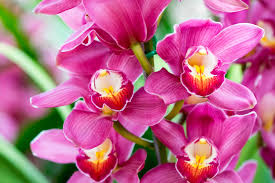 Offriamo anche un'ampia scelta di vari tipi di fiori in particolare orchidee e piante per abbellire i vostri terrazzi. Orchidea Prezzo E Caratteristiche Blog Floraqueen It