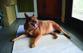10 Weight Loss Tips For Senior Dogs Whole Dog Journal