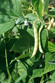 planting beans in the garden types of