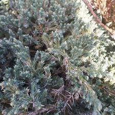 juniperus squamata blue carpet bleu en
