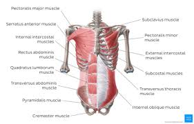 abdominal muscles physiopedia