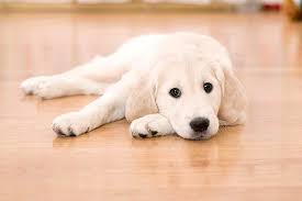 What Is The Best Flooring For Dogs And