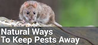 6 natural ways to keep pests out of