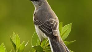 mockingbird mating season means noisy