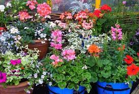 transitioning container plants for