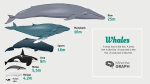 Size Comparison Of Whales