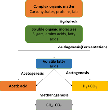 Flow Chart Of Anaerobic Process Steps