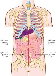 An anatomical plane is just a slice through the body. Https Clemson Instructure Com Courses 25684 Files 1451340 Preview