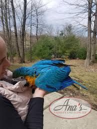 blue gold macaw baby ana s parrots