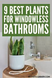 Windows Bathroom Plants