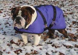 Bulldog Winter Dog Coat Nylon Turnout