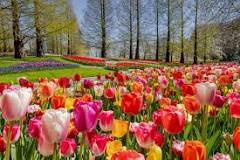 what-is-the-best-time-to-see-tulips-in-amsterdam