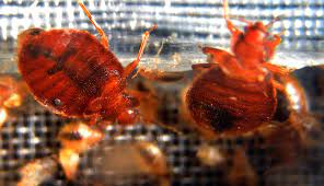 protect yourself against bedbugs