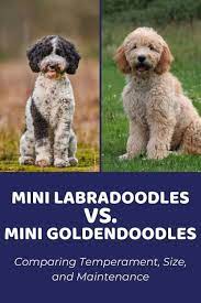 mini goldendoodle vs mini labradoodle