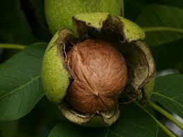 walnut tree s calories