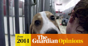 They buy special food and toys for their cats and dogs and often pay high some people believe that animals without owners should have the right to live on the streets in cities. Animal Testing Should Not Be Shrouded In Secrecy We Need Real Reform Now Animal Welfare The Guardian