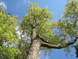 maple trees in pennsylvania