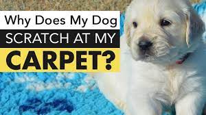 why do dogs dig at carpet you