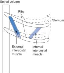 This can cause what your experiencing, but it can just be nothing too. External Intercostal Muscles An Overview Sciencedirect Topics